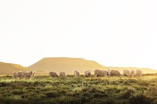 professional hlb corporate charmac merino sheep photography port elizabeth commercial south africa photographer